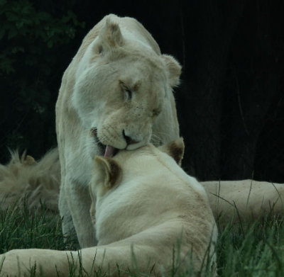 White lions  only found around Timbavati river