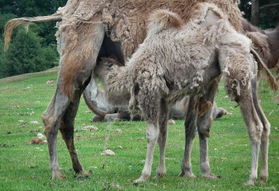 Baby Bactrian camel drinking