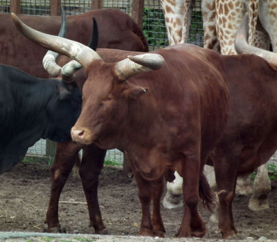 Ankole cattle