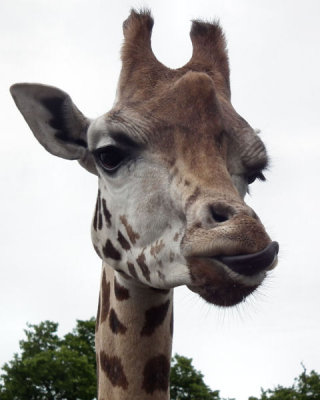 Rothschild giraffe munching