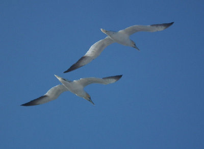 Two gannets travelling with ferry