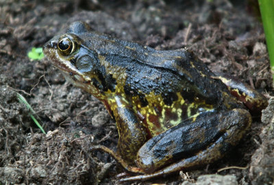 toad in Les Rocquettes garden