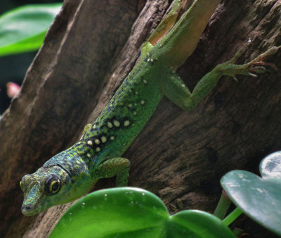 Durrell Wildlife Park_Martinique Anole