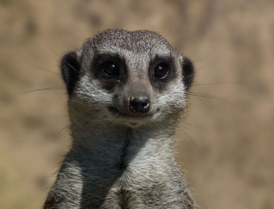 Durrell WLP_Slender Tailed Meerkat 