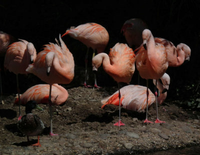 Durrell WLP_Chilean Flamingos