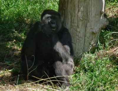 Durrell WLP_Western Lowland Gorilla 