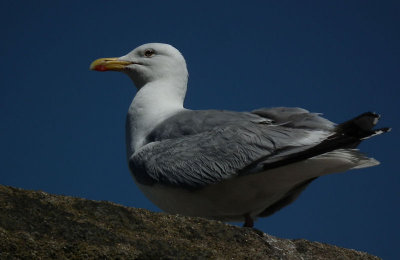 Herring gull on city walls