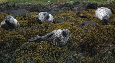 Common seals x4 by Dunvegan castle 