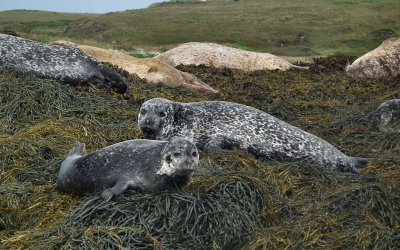 Common seals x 7 