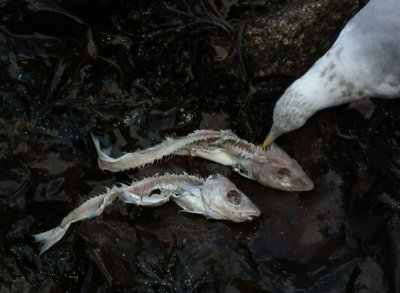 Portree_fish skeletons and herring gull