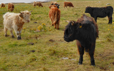 North Uist_Highland cattle x9