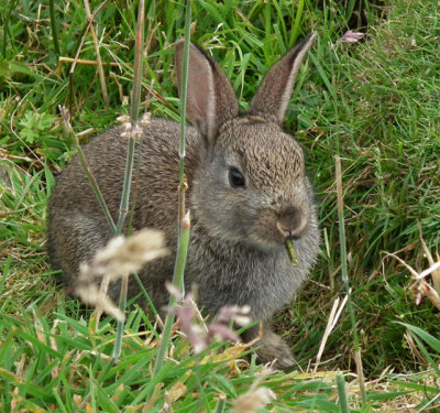 Lewis_Callanish_rabbit feeding