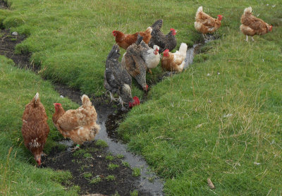 Lewis_Arnol_chickens