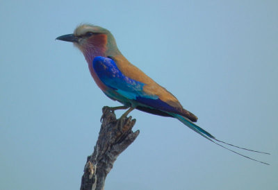 Lilac Breasted Roller