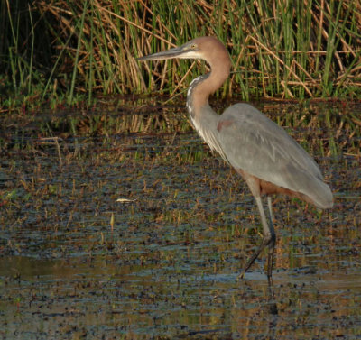Goliath Heron (largest heron)