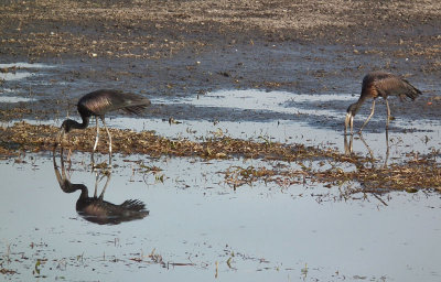 Open Billed Storks