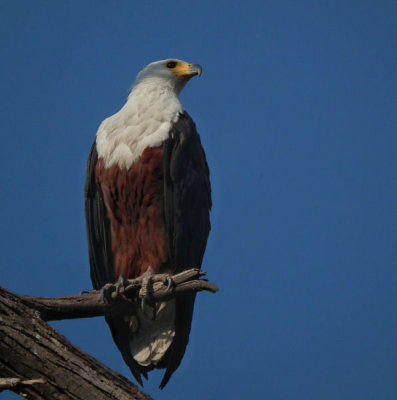 African Fish Eagle