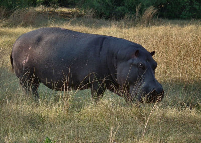 Hippo out of water