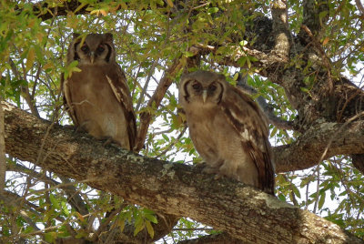 Giant Eagle Owls