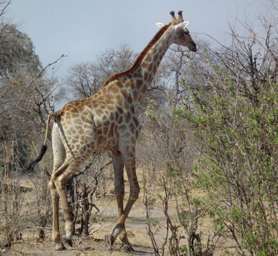 Southern Giraffe