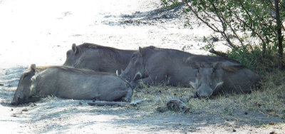 snoozing warthog family