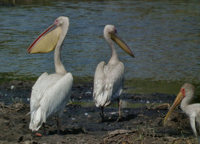 Great White Pelicans and Yellow Billed Stork