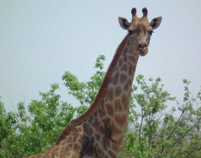 Southern Giraffe with oxpeckers