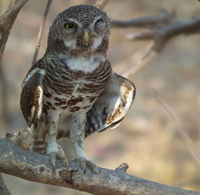 African Barred Owl (or Owlet)