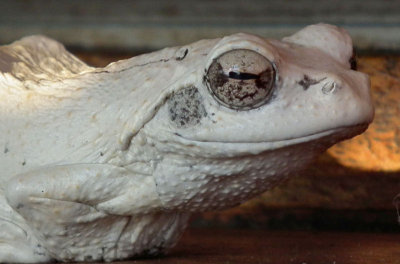 Foam Nest Frog detail