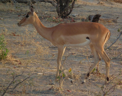 Female Impala walking