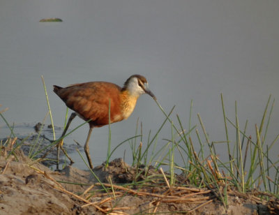 African Jacana or lily trotter