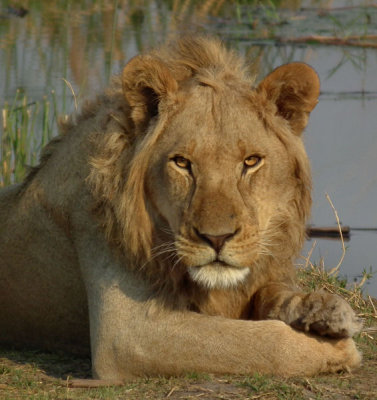 Male lion