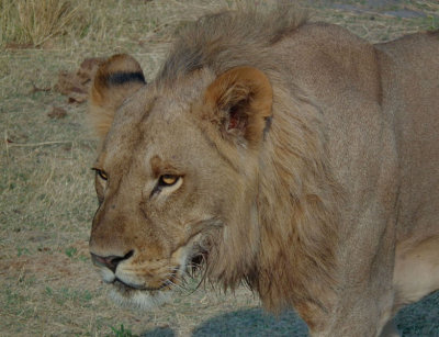 Young Male Lion approaching landrover