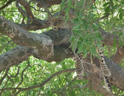 Leopard on branch