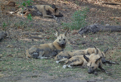Hunting Dogs resting and digesting