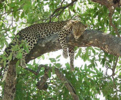 Leopard on branch