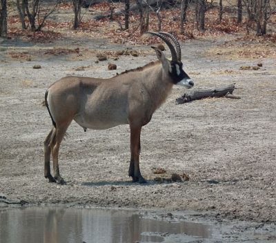 Roan Antelope male