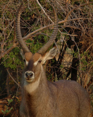Male Common Waterbuck head