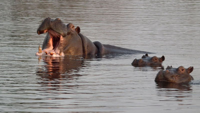 Hippo Yawn