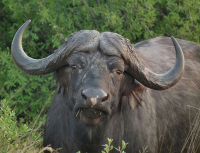 Cape Buffalo male head