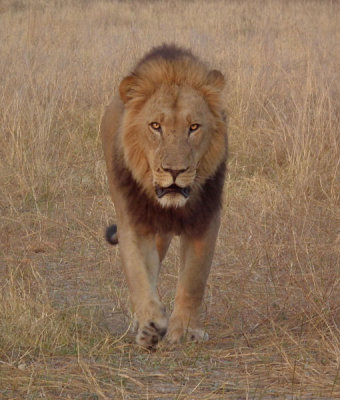 Male Lion approaching landrover
