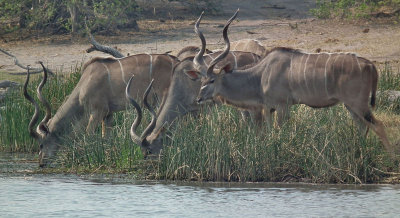 Male Greater Kudu drinking