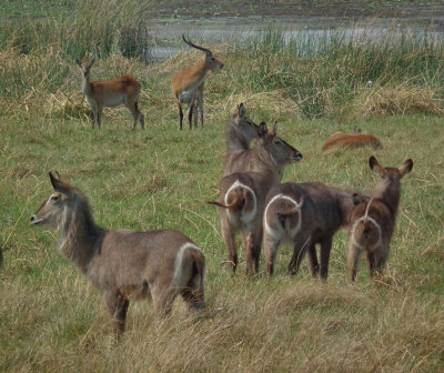 Female Common Waterbuck and Red Lechwe