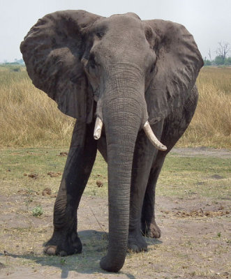 Bull elephant