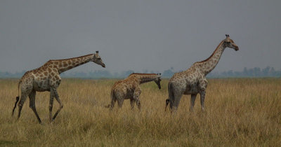 Giraffe family