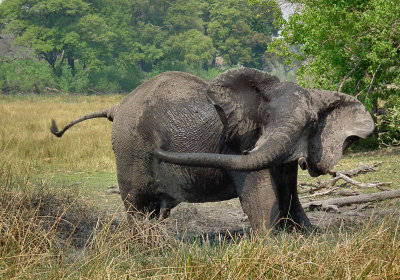 Elephant mudbathing