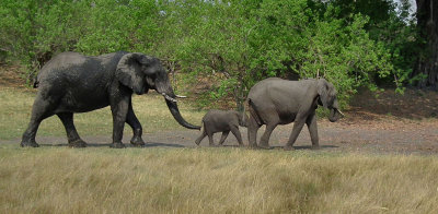 Bull Elephant after mudbath with calf and cow