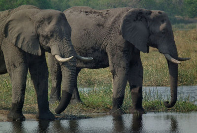 Two female elephants preparing to cross river