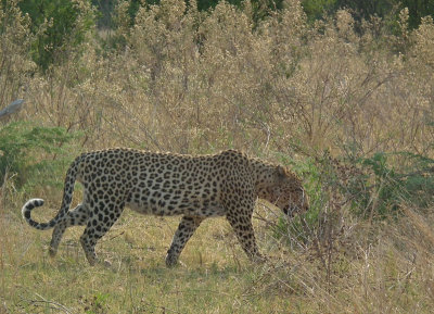 Male Leopard breaking cover