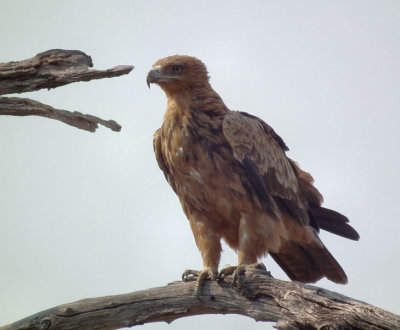 Tawny Eagle